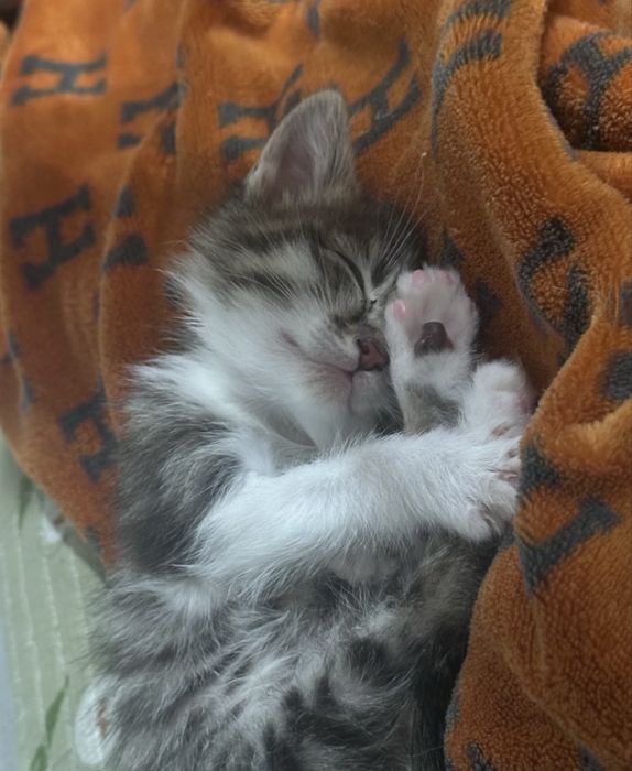 Котёнок в добрые руки