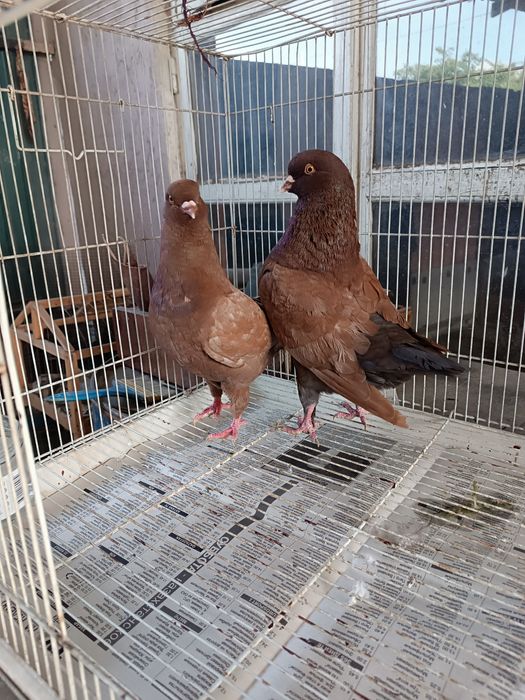 Готовая пара моден