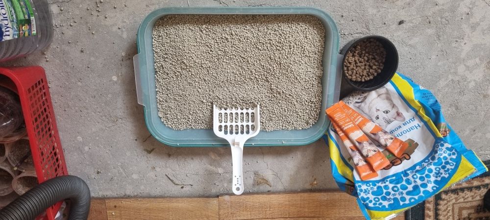 Ayollarning mushuklarini yalash