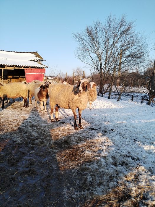Vând oii de rasă