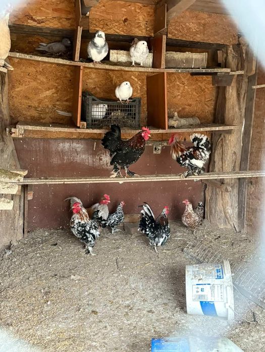 Vând sau schimb cu porumbei