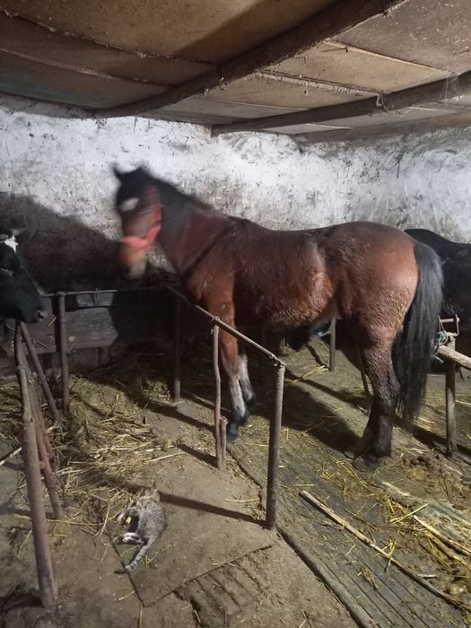 Vând noatenă trapasa