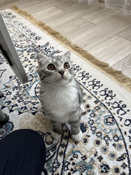 Котёнок котята кошки