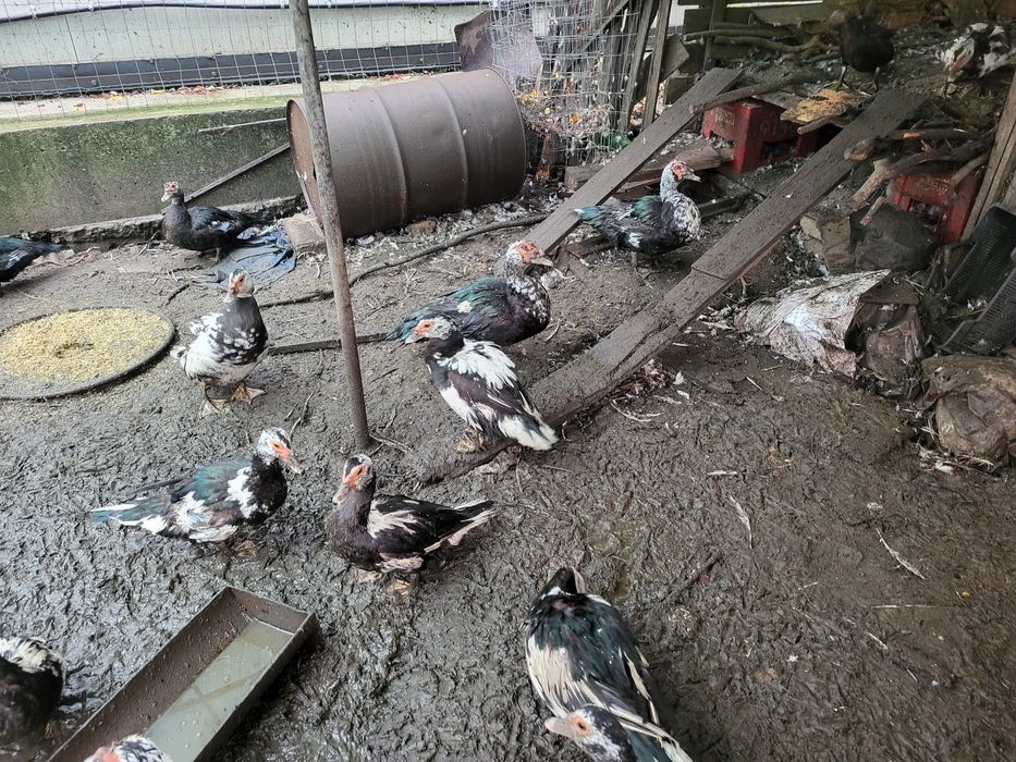 Pasari- rate de vânzare