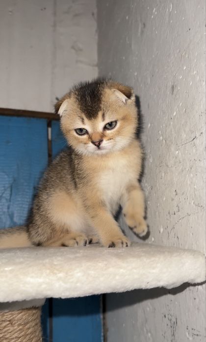 Золотая шиншила Мальчик
