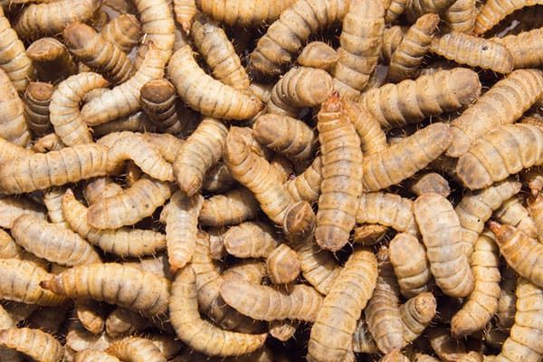 Живой корм для птиц, рыб и рептилий