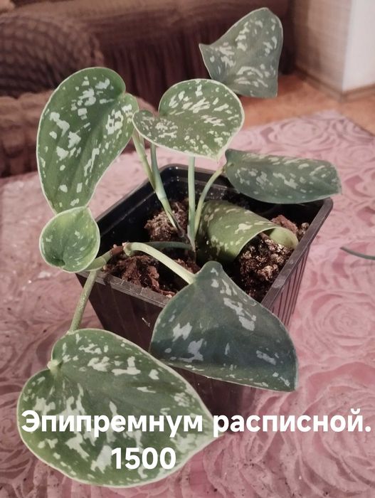 Продам комнатные растения
