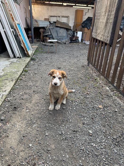 Продам Хаски сибирский