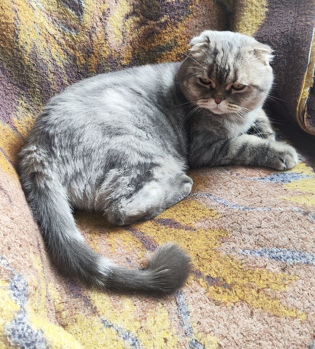 Шотландец ищет дом !