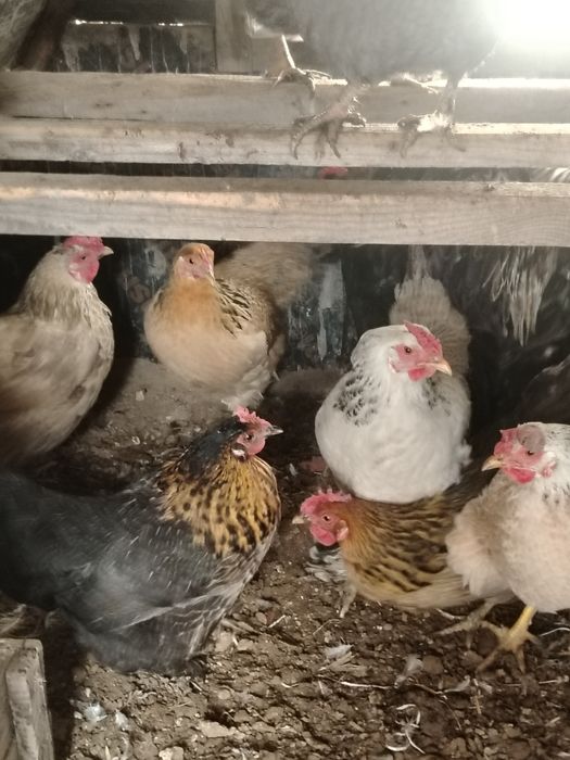 Продам домашные куры