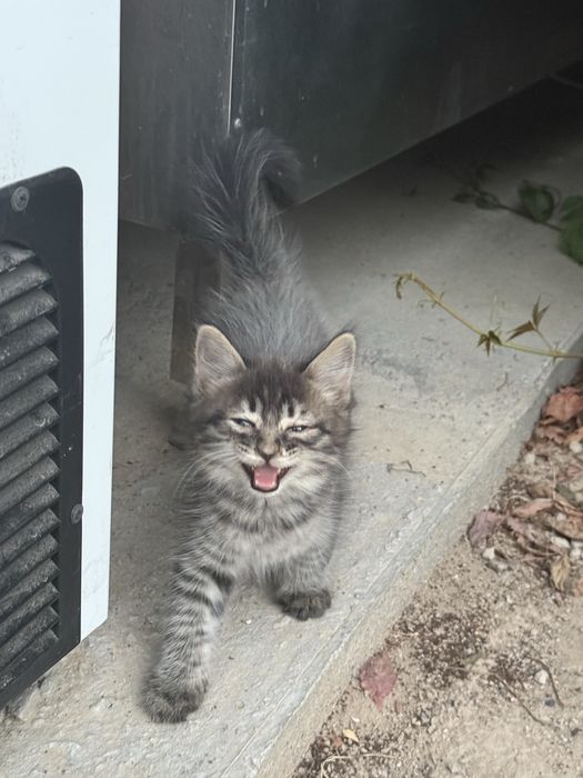 Котенок в добрые руки