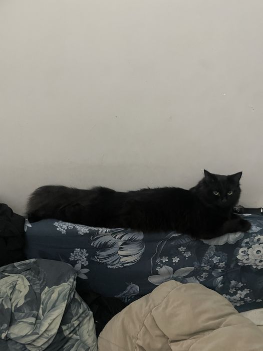 Котята , кошка и 1 кот