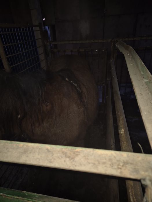 Тайлар с откорма по 550000