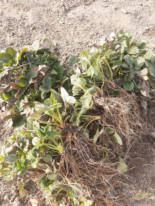 Продаётся рассада клубники