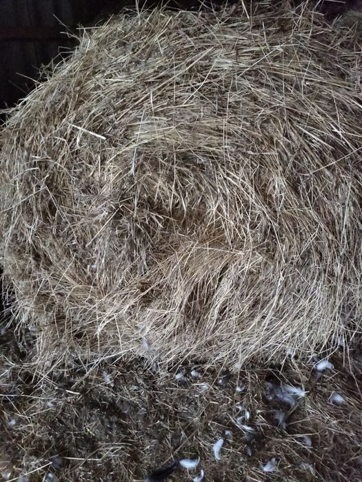 Сено луговое самовывоз