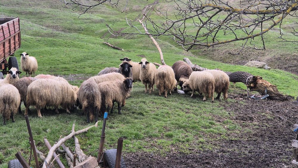 Oi de rasă de vânzare