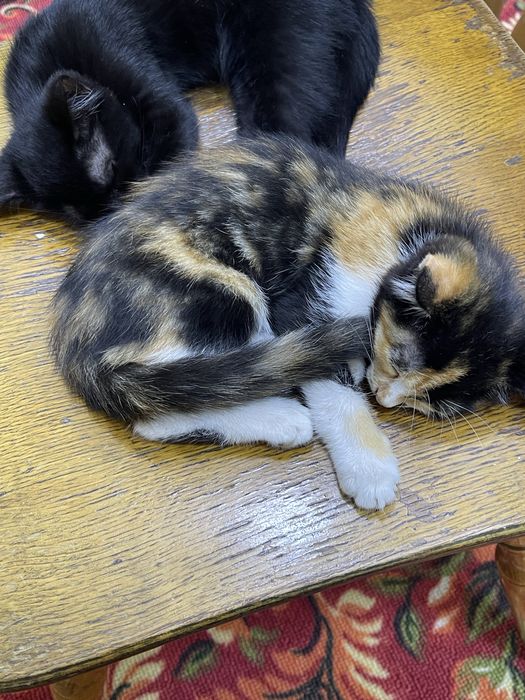 Кошлки жёлтый черный