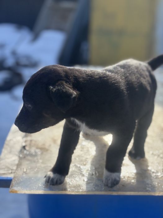 Продам щенка ягтерьера