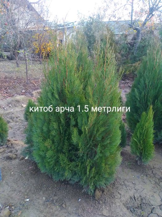 Арчалар. Сасна, Китоб. Туя можовелник сасна