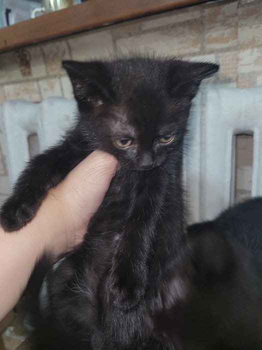 Отдам котят в добрые руки