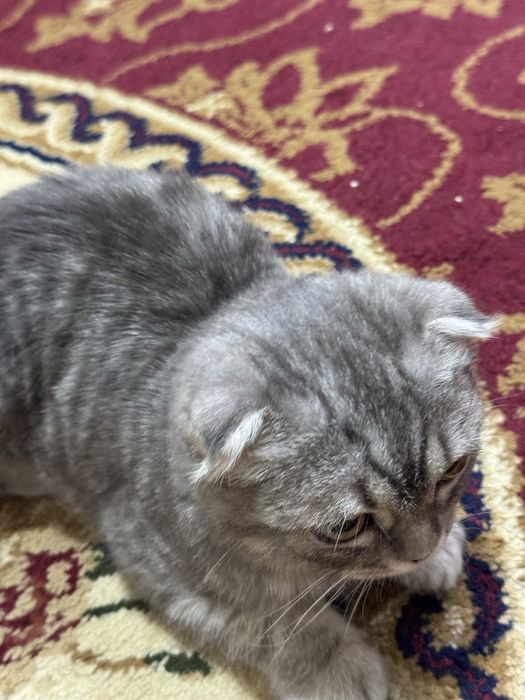 Продается котенок