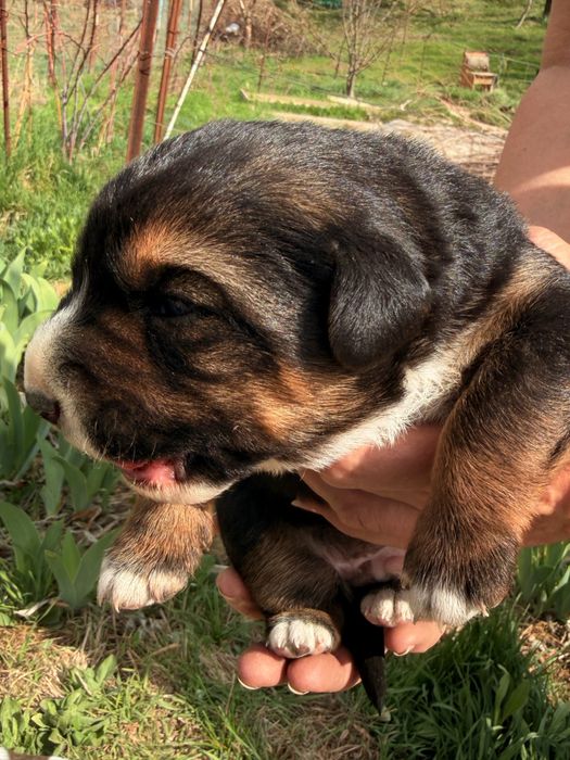 Отдам щенков в добрые руки