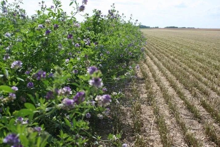 Семена люцерны магниченные