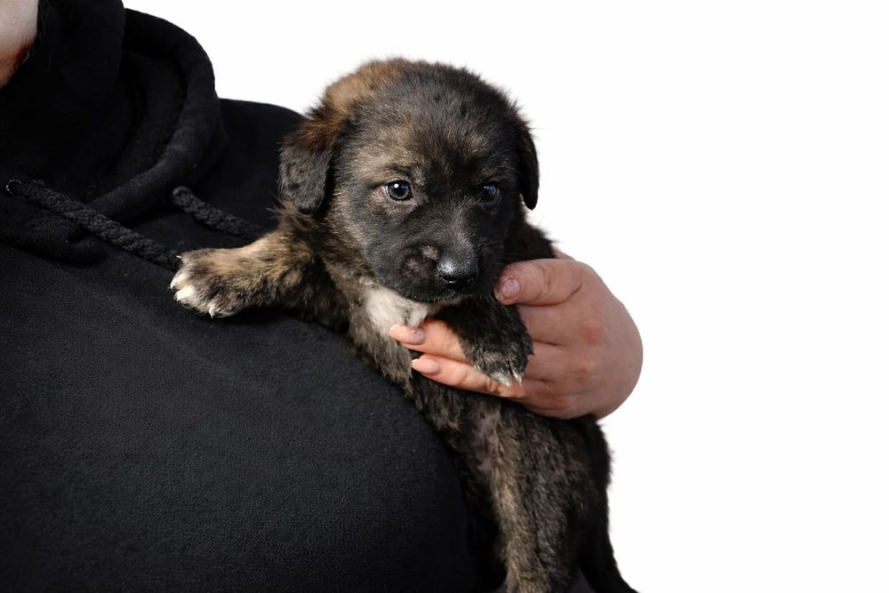 Щенки русского спаниэля