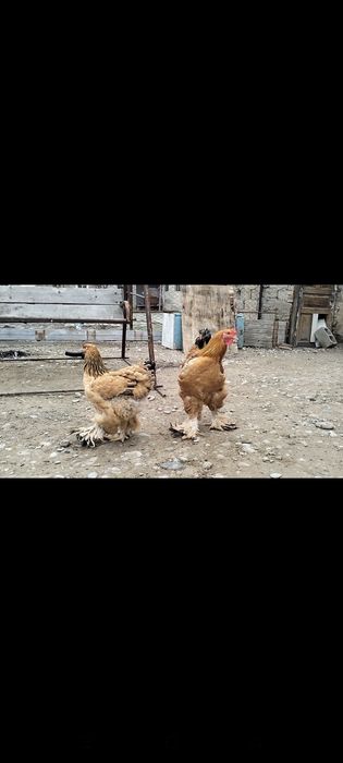 Брам.           .