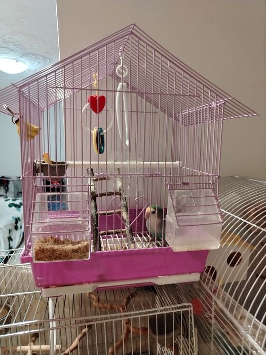 Colivie pentru pasari