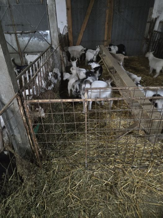 Vînd iezi pt sacrificați și ținut