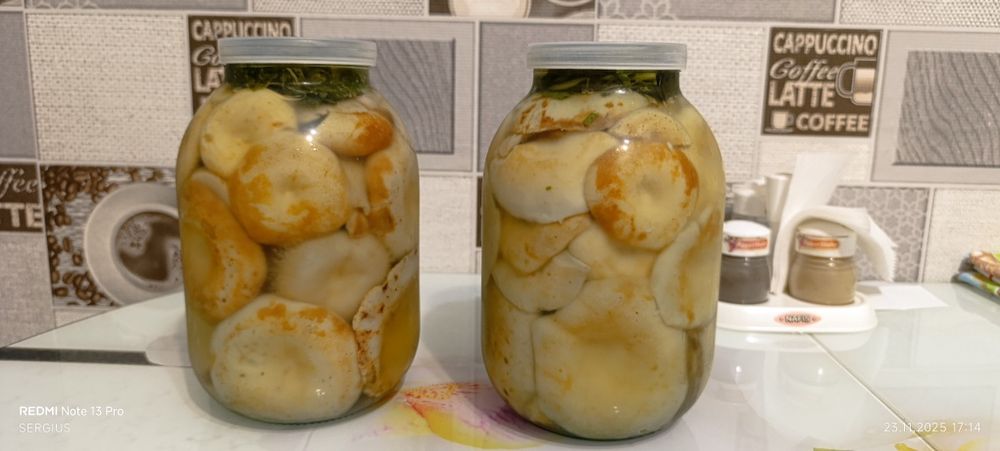 Соленые грибы грузди