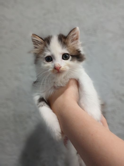 Отдам котёнка (мальчик)