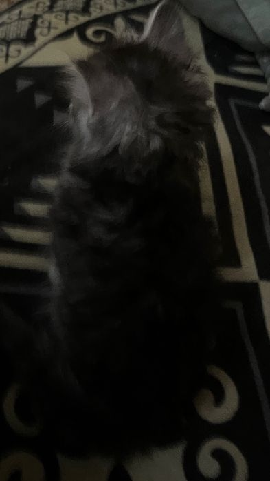 Котёнок девуш ка