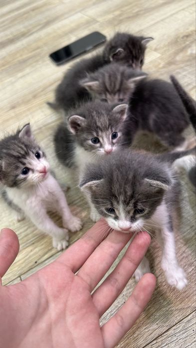 Котята ищут любящий дом