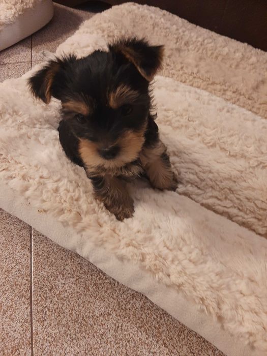 Сладки йоркита,готови да даряват любов. Родени на 30.11.25г.