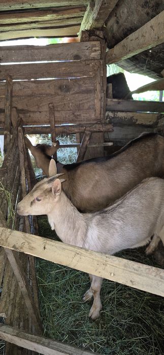 Vând 2 capre și doua oi