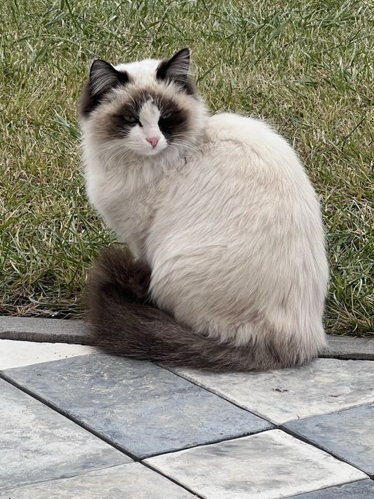 Продам породистую кошку