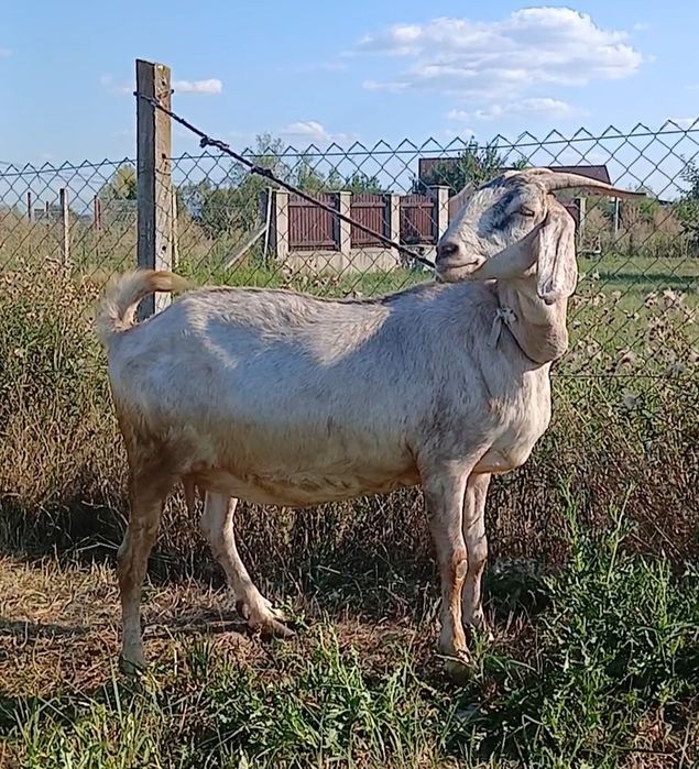 Vand sau Schimb capra Anglo nubiana, tapisor Anglo Nubian si capra Sannen cu 2 iezi !!!