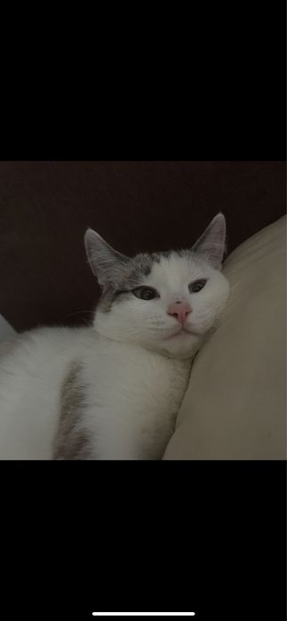 Отдамь кота в добрые руки срочноо!!!