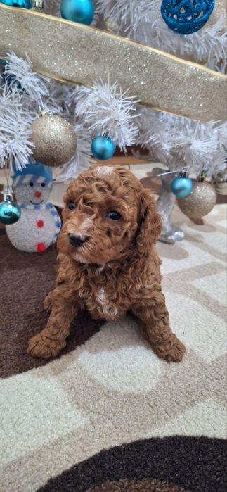 Той Пудел - Момче