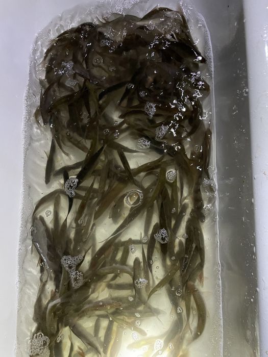 Малёк-живец для рыбалки