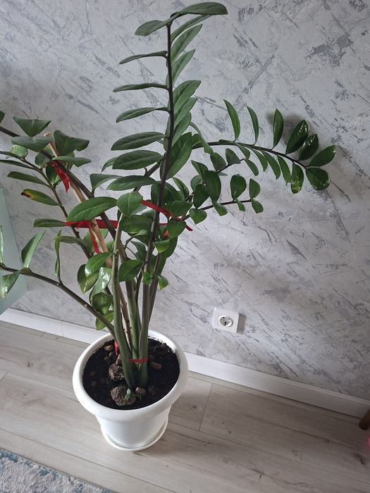 Замиакулькос и кактусы