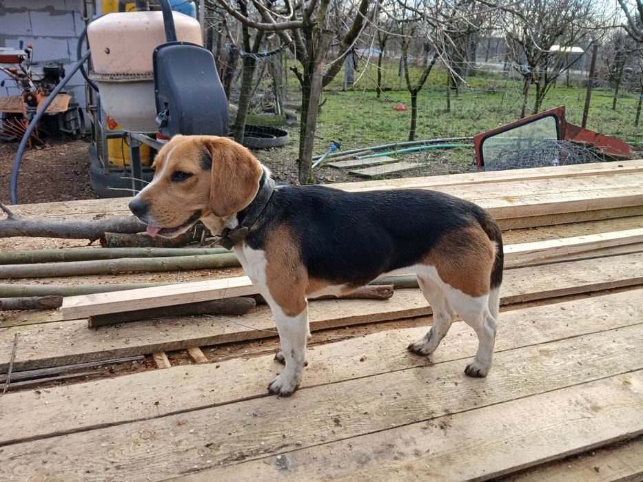 Vand beagle foarte frumos