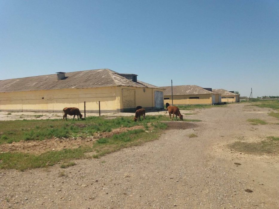 Er sotiladi Jizzax shahar Manasda tayyor ferma