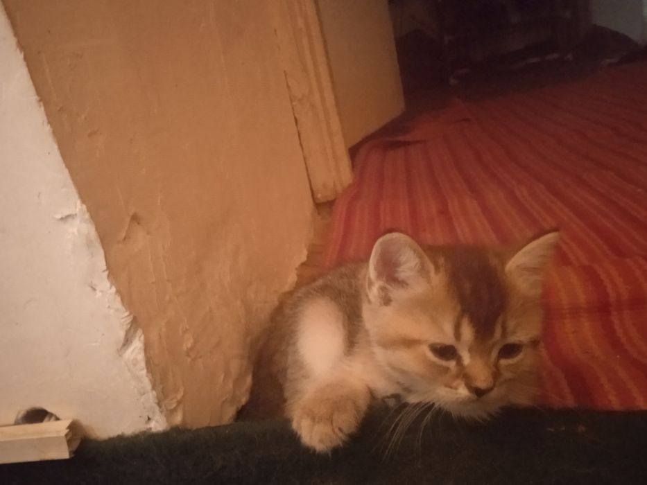 Милинкие котенки пародой золотая шиншила