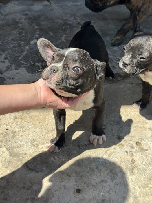 Французские бульдоги