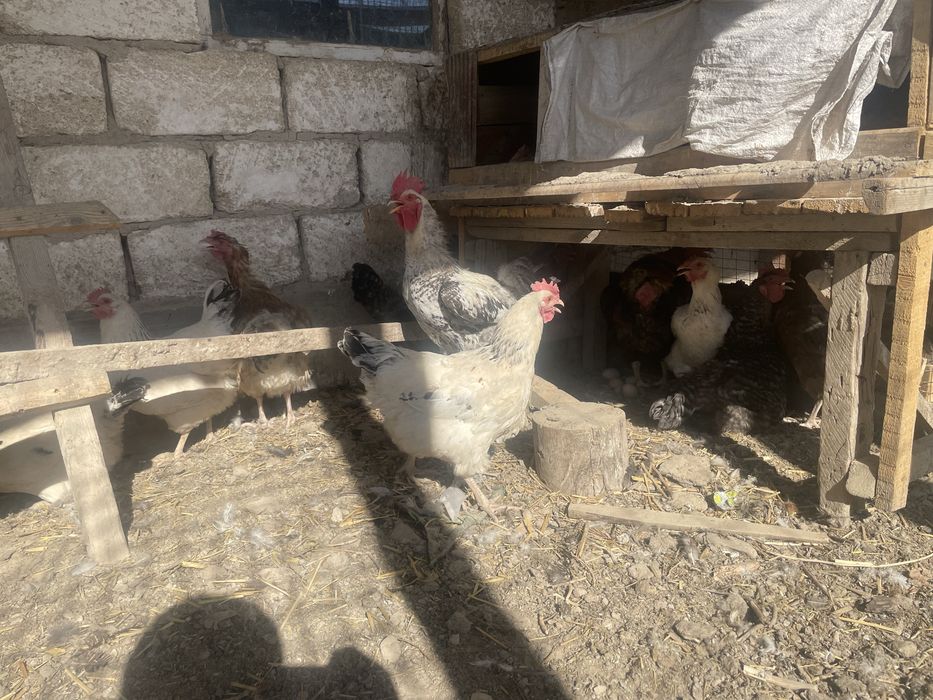 Мекендермен кораздар бар