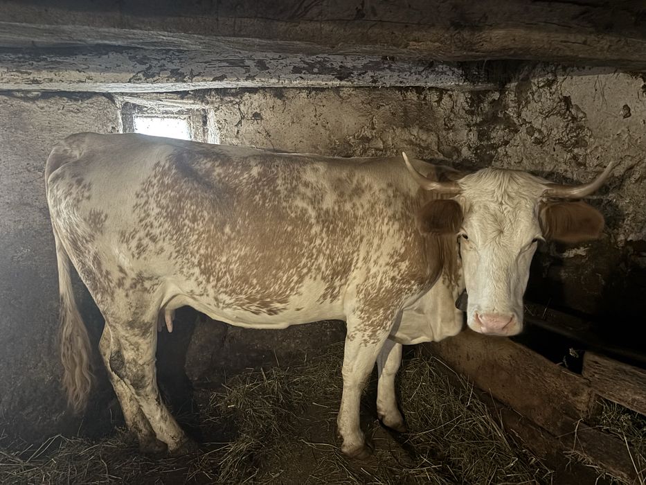 Vaca de vanzare