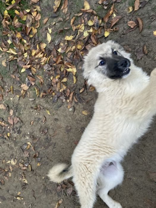 Ofer spre adoptie catel,varsta 3 luni